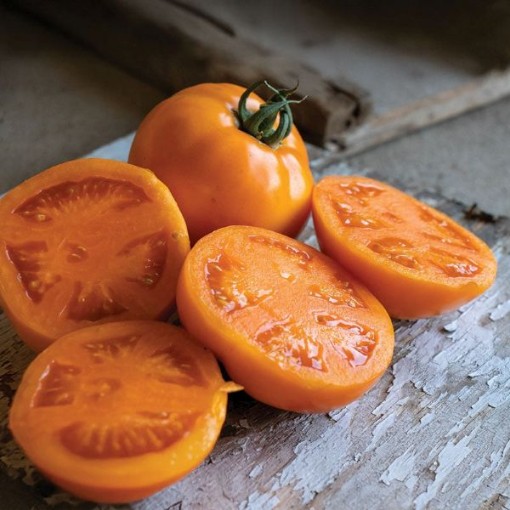 Bendida Tomato