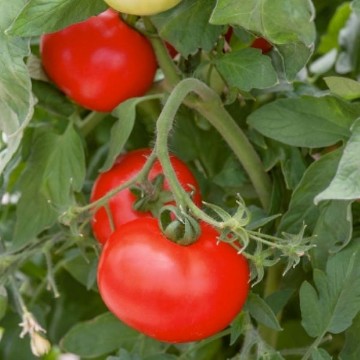 Best Boy Tomato Seeds