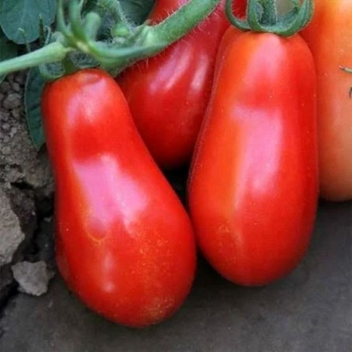 San Marzano Indeterminate Tomato