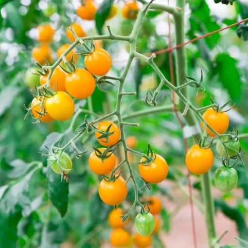 Sungold Tomato
