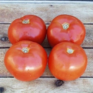 Poseidon 43 Tomato Seeds