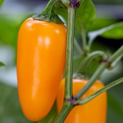 NuMex Pumpkin Spice Jalapeno Peppers