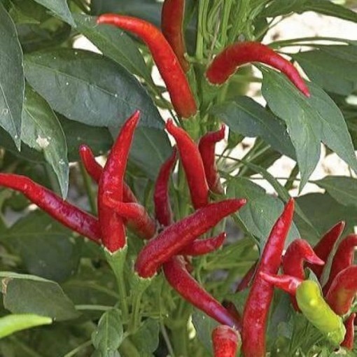 Thai Peppers (Strain 1)