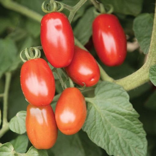 Valentine Tomato