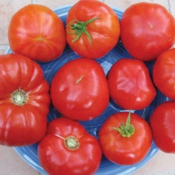 American Original Red Beefsteak Tomato Seeds