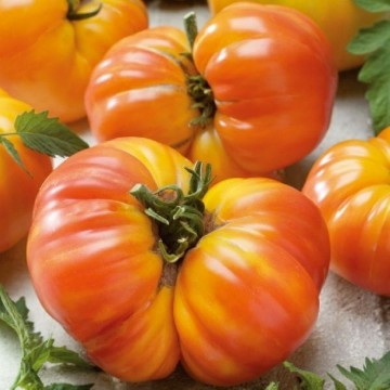 Tomato O | Reimer Seeds