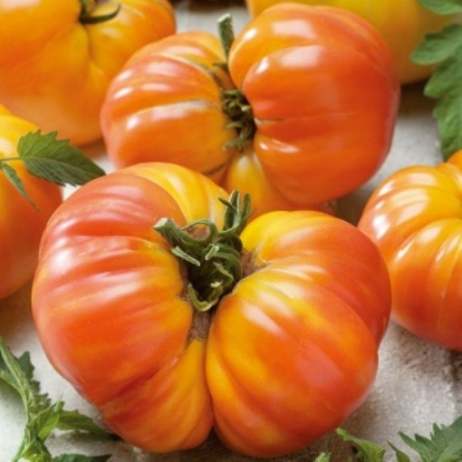 Oaxacan Jewel Tomato