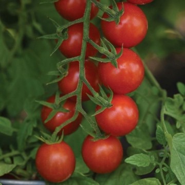 Artemis Tomato Seeds