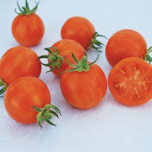 Apricot Zebra Tomato