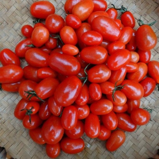 Elfin Tomato