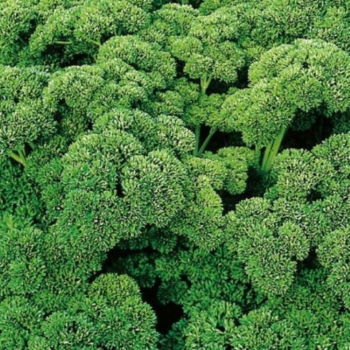 Champion Moss Curled Parsley