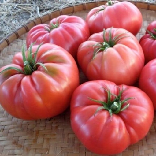 Beefsteak Pink Tomato
