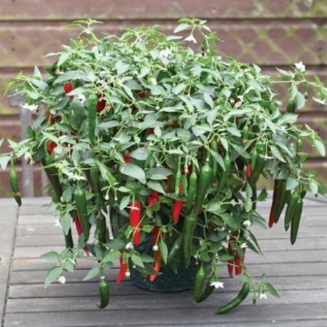 Hot Peppers, Cold Tolerant Hot Peppers. Reimer Seeds