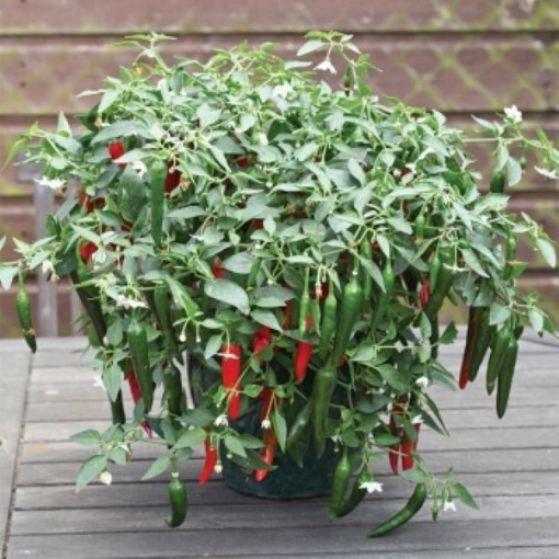 Cayennetta Peppers