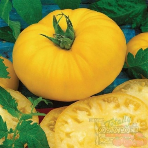 Brandymaster Yellow Tomato