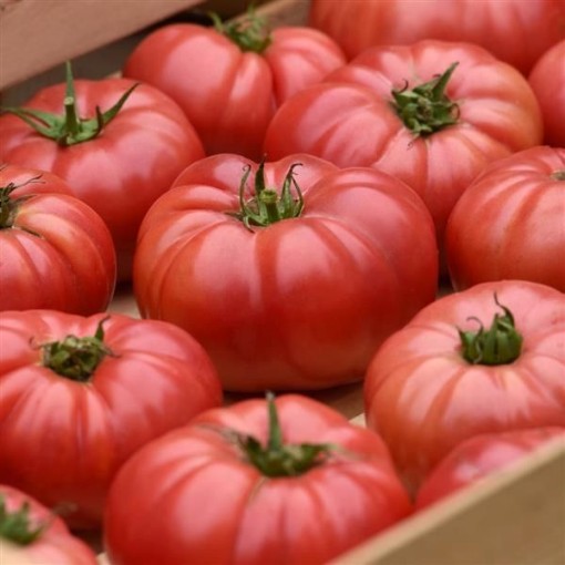 WonderStar Pink Tomato