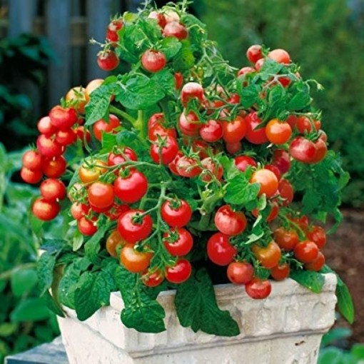 Tiny Tim Tomato