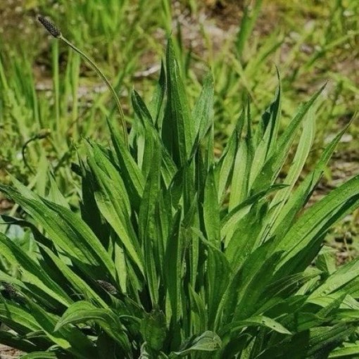 Boston Plantain