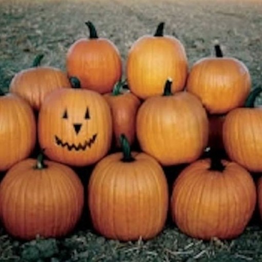 Aspen Pumpkins