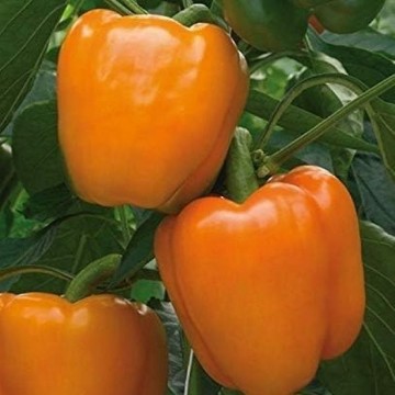 Delirio Pepper Seeds