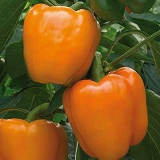 Delirio Peppers