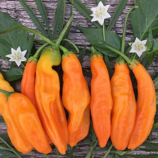 Aji Amarillo Yellow Peppers
