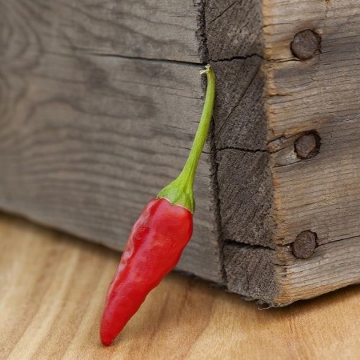 African Pequin Peppers