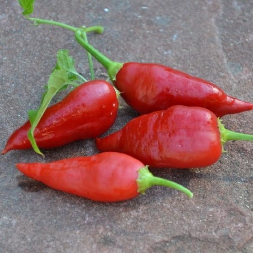 Aji Benito Peppers