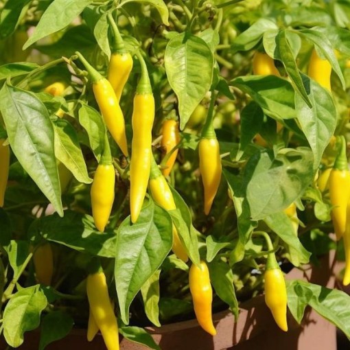 Aji Cito Peppers