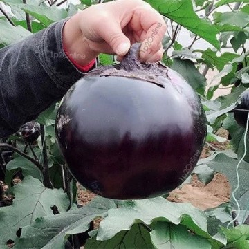 Black Bowling Ball Eggplant Seeds