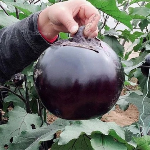 Black Bowling Ball Eggplants