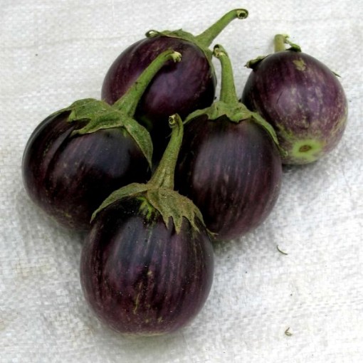 Thai Round Purple Eggplants