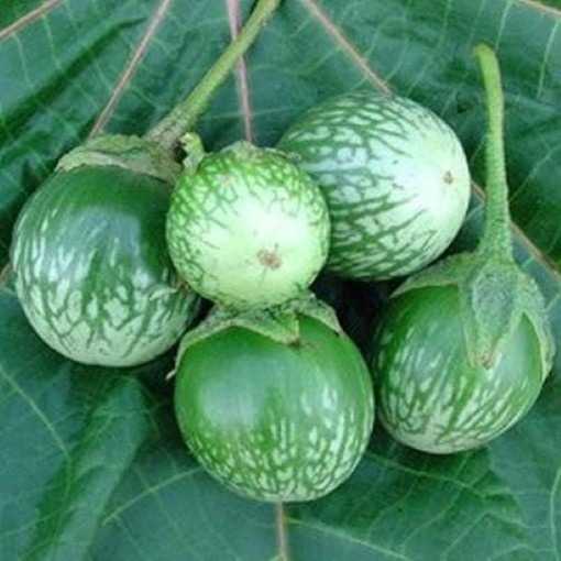 Petch Siam Eggplants