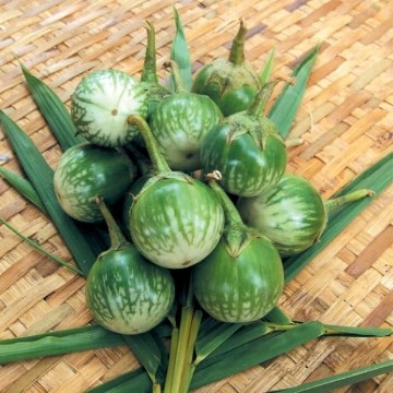 Thai Round Green Eggplant Seeds