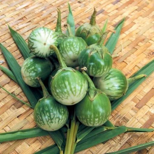 Thai Round Green Eggplants
