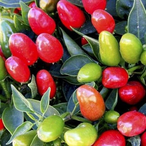 NuMex Christmas Peppers