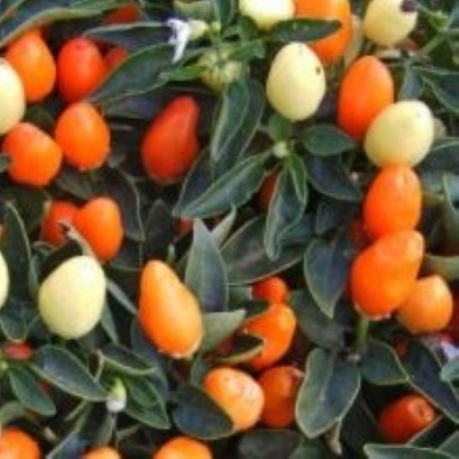 NuMex Thanksgiving Peppers