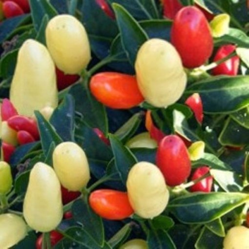 NuMex Valentine's Day Peppers