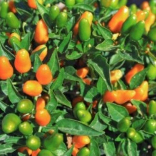 NuMex St. Patrick's Day Peppers