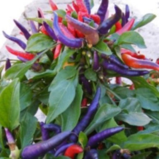 NuMex April Fool's Day Peppers
