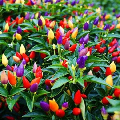 NuMex Twilight Peppers