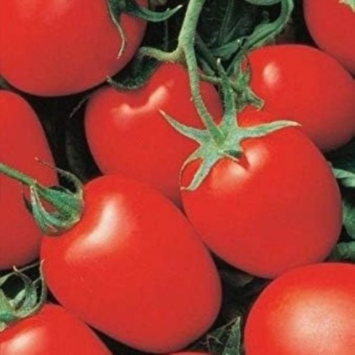 Yaqui Tomato