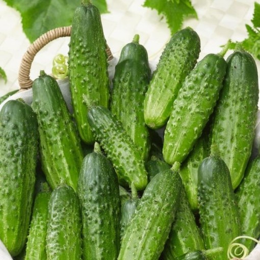 Bushy Cucumber Seeds