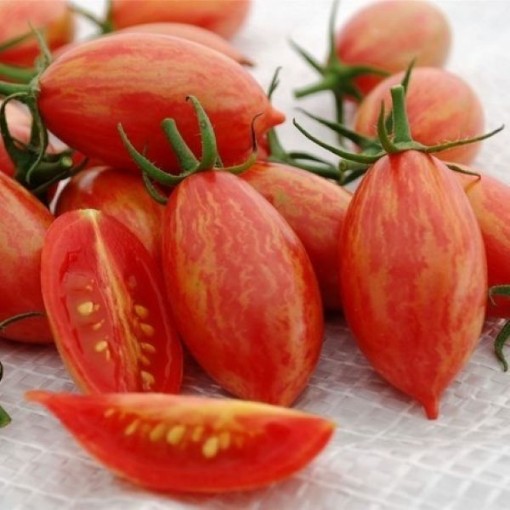 Pink Tiger Tomato