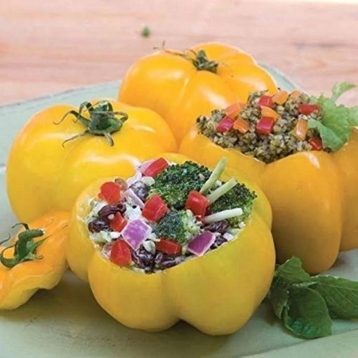 Yellow Stuffer Tomato