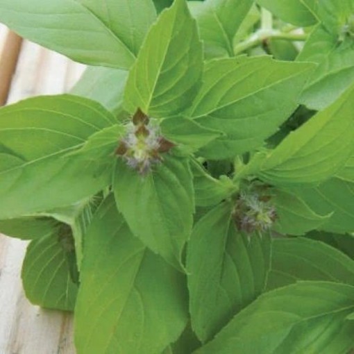Lime Basil