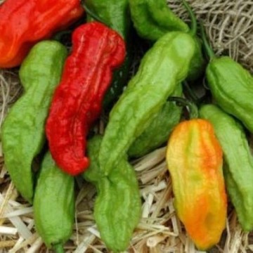 Bhut Jolokia Mix Pepper Seeds