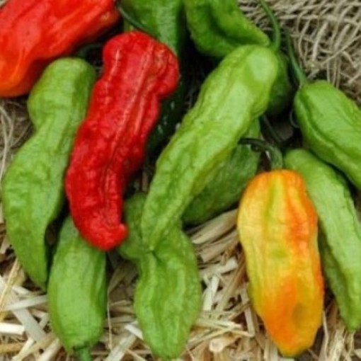 Bhut Jolokia Mix Peppers