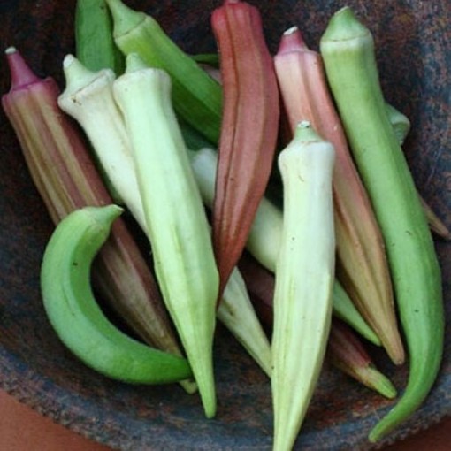 Rainbow Fiesta Okra