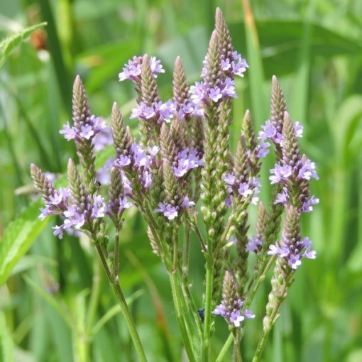 Blue Vervain